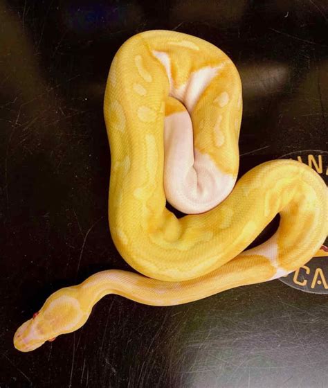 Mojave morphs have a coloration that can be described as grey and purple, while Mystic Potion morphs have muted grey, purple, and pink markings. . Ball python morph calculator